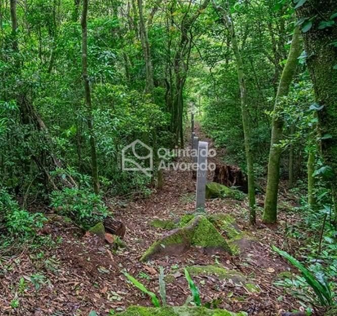 Terreno São Francisco de Paula - Lote/Terreno em São Francisco de Paula - à venda - Quinta do Arvoredo Imóveis