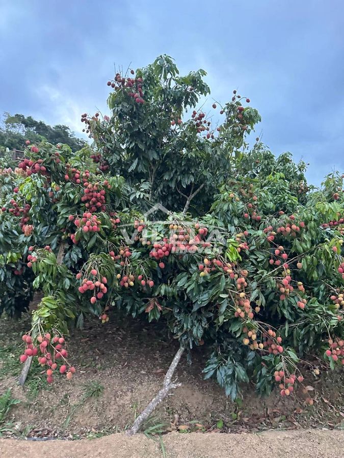 Sítio Completo à Venda em Paraibuna-Sp – Lazer, Natureza e Estrutura - foto 20