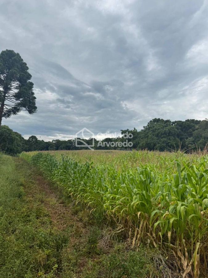 Sitio Bom Jesus - Lote/Terreno em São José do Cerrito - à venda - Quinta do Arvoredo Imóveis
