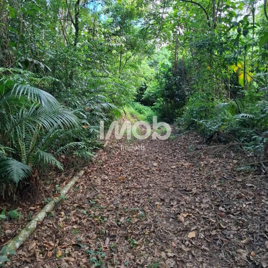 Sítio, 5 hectares - Foto 4