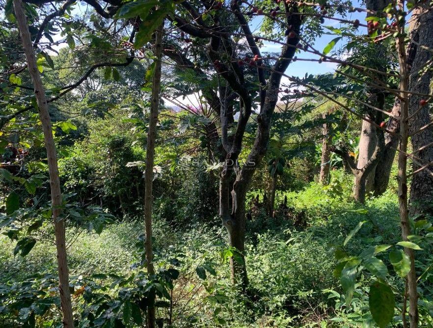 Terreno, 1250 m² - Foto 4