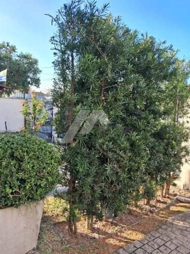 Casa 4 Dormitórios a Venda Santa Mônica Florianópolis
