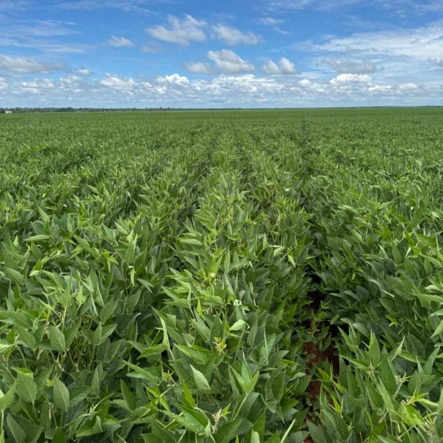 FAZENDA EXTRA EM PRODUTIVIDADE A 80 KM DE RIO VERDE - GO - Fazenda - à venda - Rural Urbano Imóveis