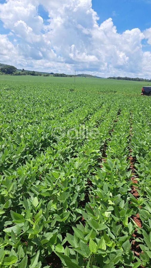 Venda FAZENDA SIDROLANDIA MS Brasil - Fazenda em Sidrolândia - à venda - Allié Empreendimentos Imobiliários LTDA