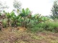 Chácara em Araçoiaba da Serra , SP, 3 Dormitórios À Venda, 20000 M² Por R$ 1.200.000,00 - Aparecidinha - Araçoiaba da Serra/Sp - Chácara em Capanema, Araçoiaba da Serra - à venda - Imobiliária Romano