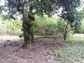 Chácara em Araçoiaba da Serra , SP, 3 Dormitórios À Venda, 20000 M² Por R$ 1.200.000,00 - Aparecidinha - Araçoiaba da Serra/Sp - Chácara em Capanema, Araçoiaba da Serra - à venda - Imobiliária Romano