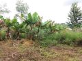 Chácara em Araçoiaba da Serra , SP, 3 Dormitórios À Venda, 20000 M² Por R$ 1.200.000,00 - Aparecidinha - Araçoiaba da Serra/Sp - Chácara em Capanema, Araçoiaba da Serra - à venda - Imobiliária Romano