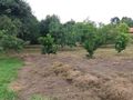 Chácara em Araçoiaba da Serra , SP, 3 Dormitórios À Venda, 20000 M² Por R$ 1.200.000,00 - Aparecidinha - Araçoiaba da Serra/Sp - Chácara em Capanema, Araçoiaba da Serra - à venda - Imobiliária Romano