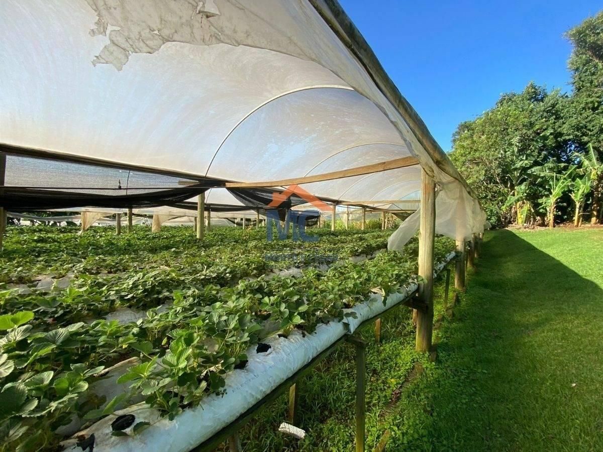 SITIO GUIA LOPES - Comercial em Guia Lopes, Santa Rosa - à venda - MC Negócios Imobiliários LTDA