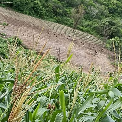 FAZENDA A VENDA COM 19.5 HECTARES EM DISTRITO DO TABULEIRO BANANEIRAS-PB - Fazenda em Distritos, Bananeiras - à venda - Pedro Soares Imóveis