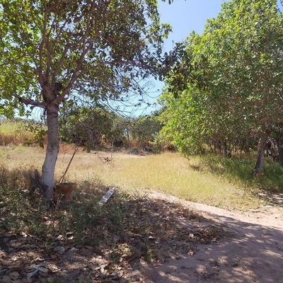 Fazenda de 11 Alqueires para Pecuária - Fazenda em Bandeirantes (Nova Crixás) - à venda - Rural Urbano Imóveis
