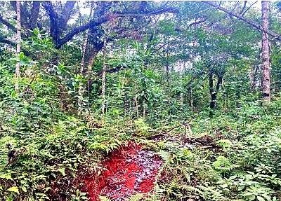 Terreno Rural - Terreno em São Mateus do Sul - à venda - Salvielli Cordeiro Corretora de Imóveis