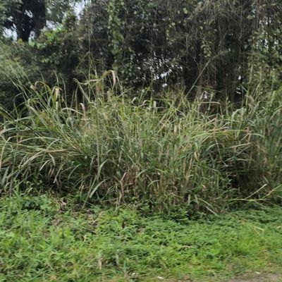 Terreno à Venda com Projeto Aprovado de 02 Sobrados Geminados em Mariscal - Bombinhas/SC
