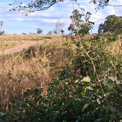 Fazenda de Dupla Aptidão com 34 Alqueires em Baliza - Fazenda em Baliza - à venda - Rural Urbano Imóveis