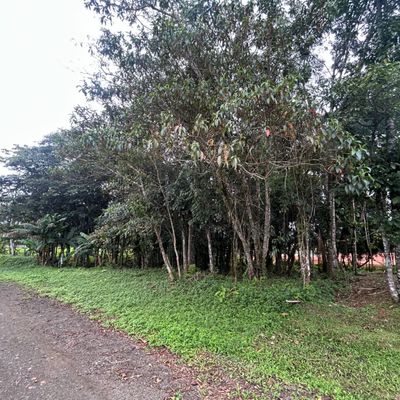 TERRENO DE CENTRO DE SCHROEDER - Lote/Terreno em Centro, Schroeder - à venda - Brisa Sul Imóveis