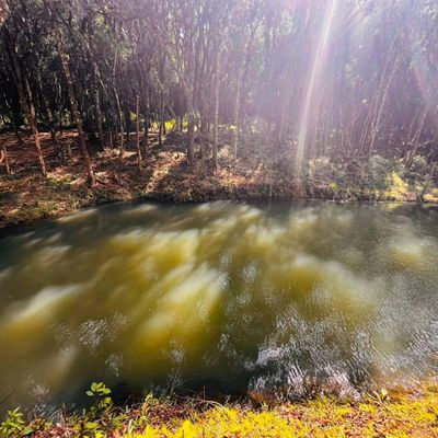 Estilo arquitetônico: Rural, Fachada Selvagem