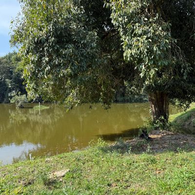 SITIO A VENDA DE 9,05 ALQUEIRES PAULISTA - 219.000 M2 - COM GADO E  ABUNDÂNCIA EM AGUA EM BOFETE SP