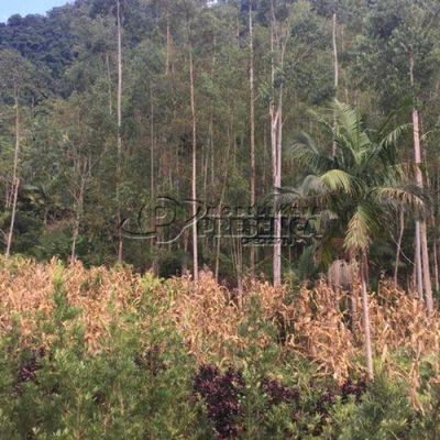Chácara - Rio Paulo, Corupá/SC - Chácara em Corupá - à venda - Imobiliária Presença