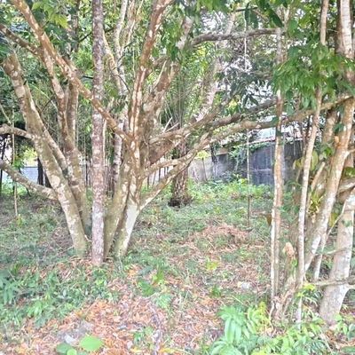 Área com árvores, arbustos e vegetação densa cercada por cerca de metal